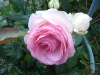 011.webp