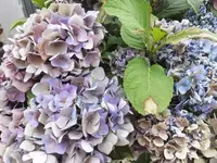 Bilda013.webp