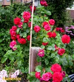 IMG_5522.webp
