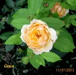 IMG_5500.webp