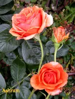 IMG_5509.webp