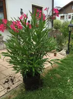 Oleander.webp