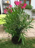 Oleander-1.webp
