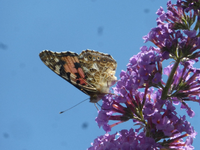 P1460460.webp