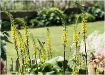 Ligularia.webp