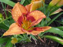 exotic isle_1067x800.webp