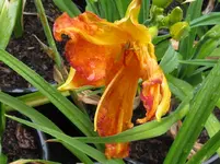 flaming frolic_1067x800.webp