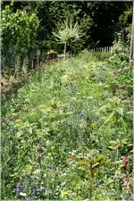 Blumenwiese (1).webp