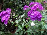 IMG_5504.webp