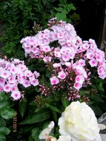 IMG_5508.webp