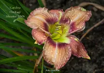 IMG_1977.webp