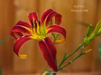 IMG_1997.webp
