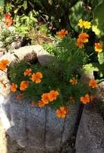 Gewürztagetes Orange.webp
