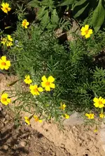 Gewürztagetes zitrone.webp