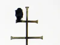 Krähe_4845.webp