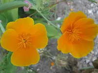 010.webp