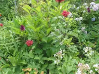 011.webp