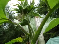 DSC04426.webp