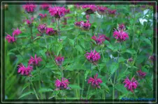 comp_DSC04137.webp