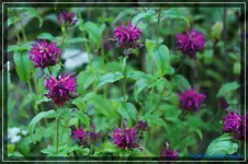 comp_DSC04139.webp