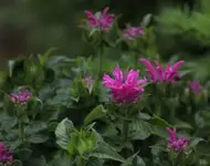 Zwergmonarda.webp