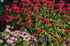Monarden+.webp