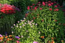 Monarda Beet.webp