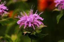 Lavendel Monarda.webp