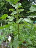 DSC04440.webp