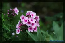 comp_DSC04133.webp