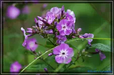 comp_DSC04135.webp