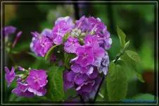 comp_DSC04136.webp