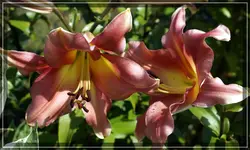 comp_DSC09619.webp