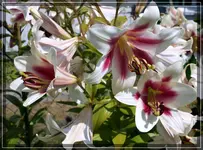 comp_DSC09618.webp