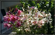 comp_DSC09606.webp