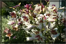 comp_DSC09605.webp