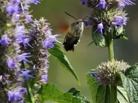 5 Agastache Taubenschw..webp