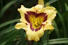 Bella.webp