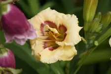 Berleyer Fundevogel.webp