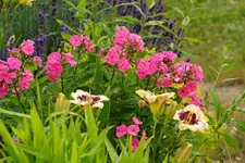 DSC03322.webp