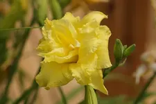 Gardenia.webp