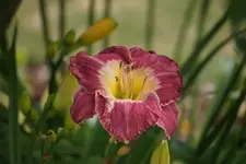 Malysian Monarch.webp