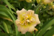 Nagasaki.webp