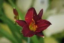 Siloam Showgirl.webp