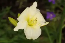 White Temptation.webp