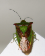green (25).webp