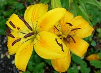 yellow (13).webp