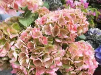 Bilda015.webp