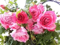 Bilda008.webp