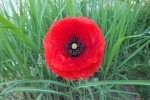 2014_0609Frühling0020.jpg